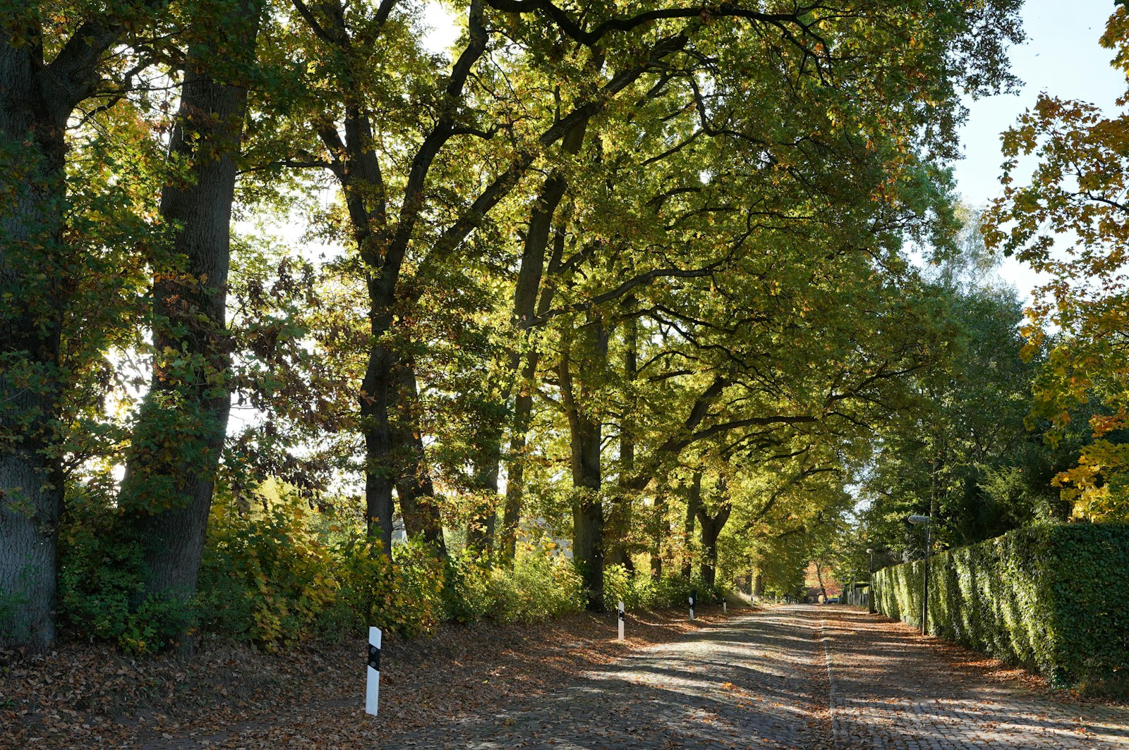 Herbstliche, baumbestandene Landstraße im Münsterland
