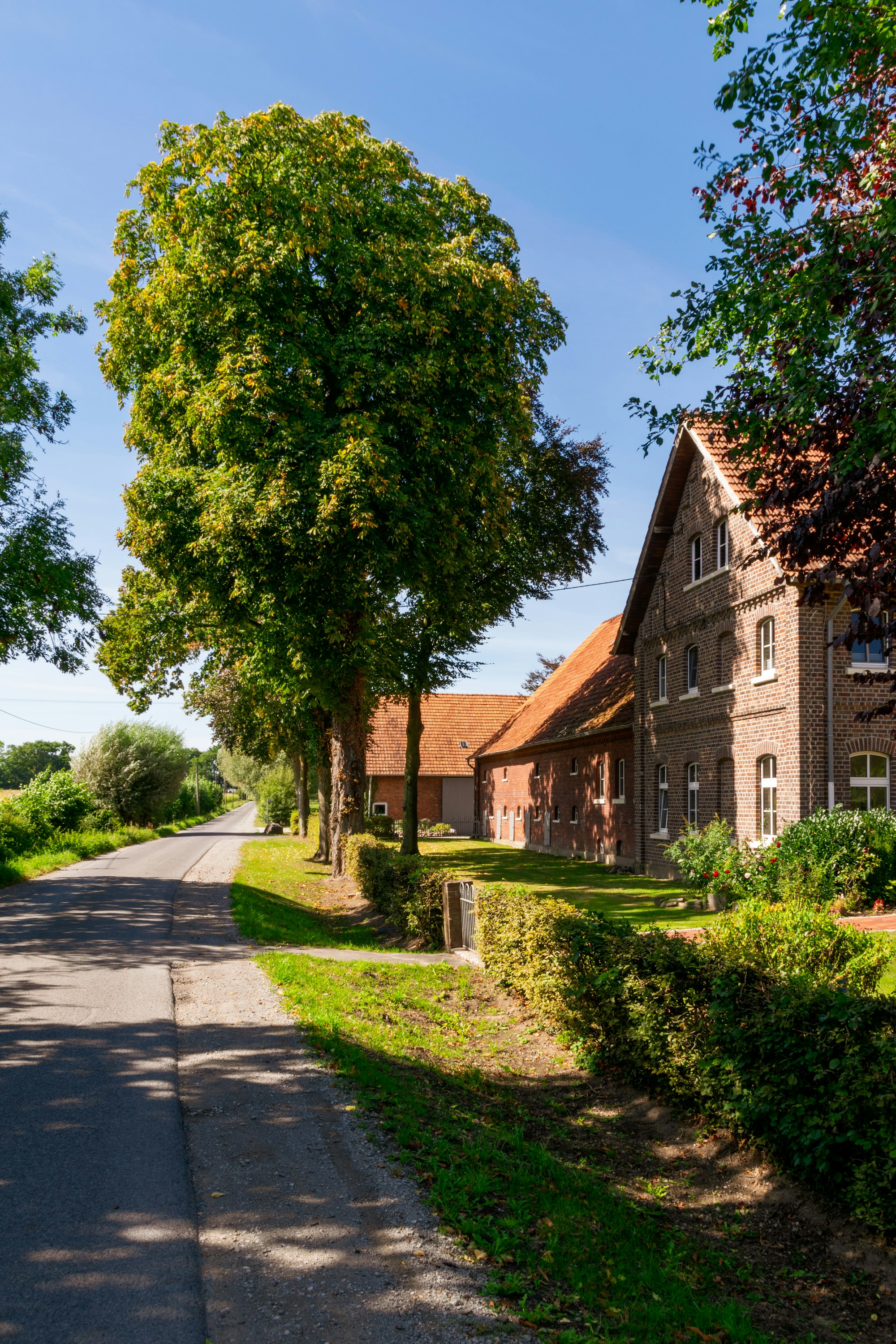 Backsteinhöfe an einer baumbestandenen Landstraße, typisch für die Münsterländer Kulturlandschaft